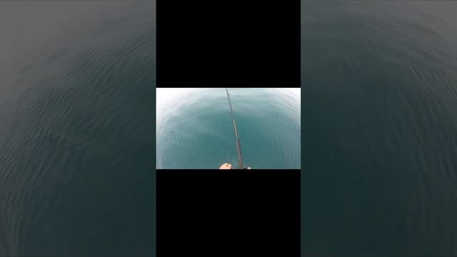 13.06.24г. О.Аскольд ловим тролингом горбушу, результаты радуют!! Сезон тролинга закрыл!