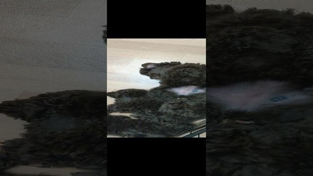 Щенок коричневого пуделя