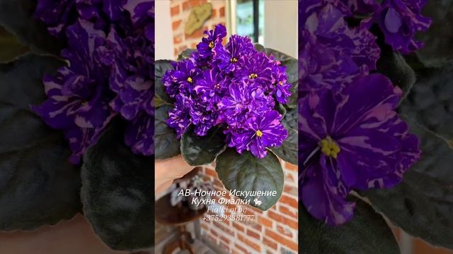 🍒🍒🍒АВ-Ночное Искушение. И конечно, видеообзор этого сортика должен быть.