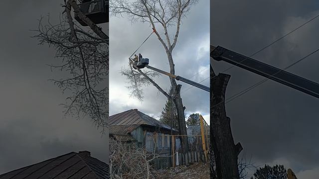 Обрезка деревьев. Тополь. #дерево #Тополь #обрезка #бензопила