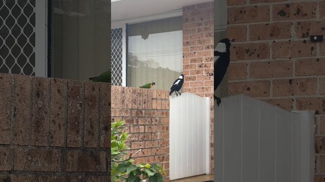 Small Parrot and Magpie bird. Australia - Sydney