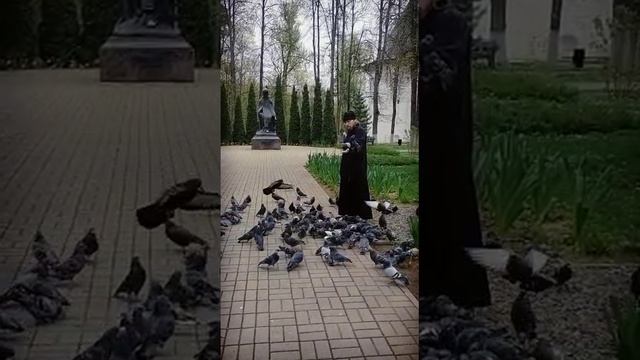 Голуби