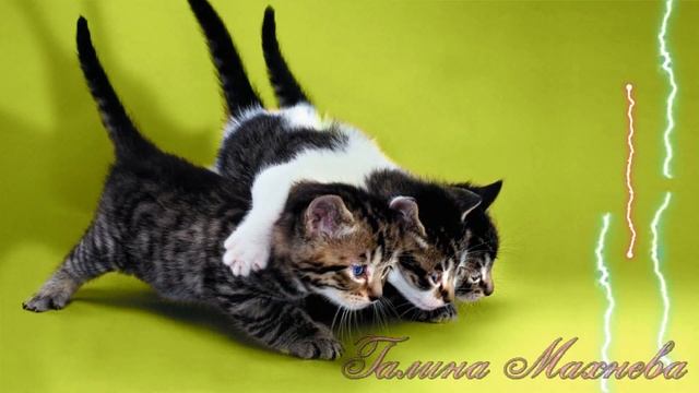 Кошки - наши милые животные.