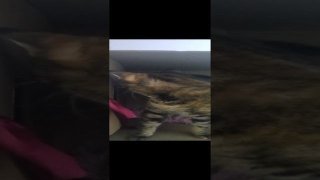Боня2
