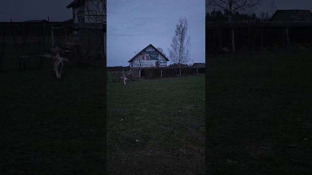 доганялки
