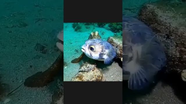Осьминог встречает рыбу-собаку.