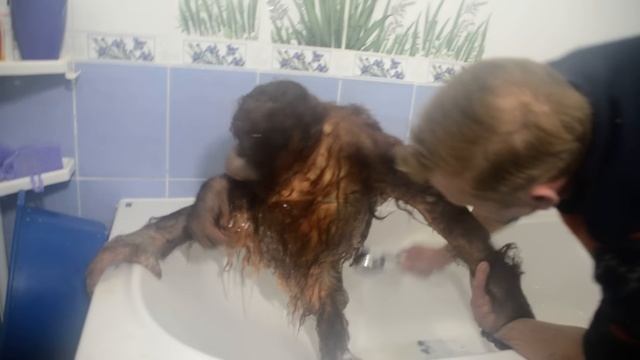 ОБХОХОЧЕШЬСЯ !!! Олег Зубков купает орангутана Дану !   Oleg Zubkov bathes orangutan Dana !