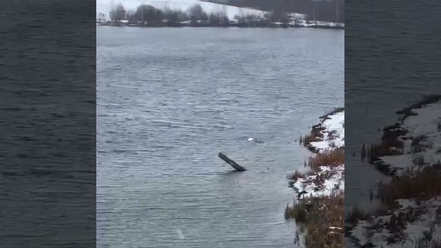 В деревне Ялангачево Балтачевского района две взрослые особи и пять птенцов облюбовали местный водое