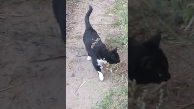 Котька .mp4