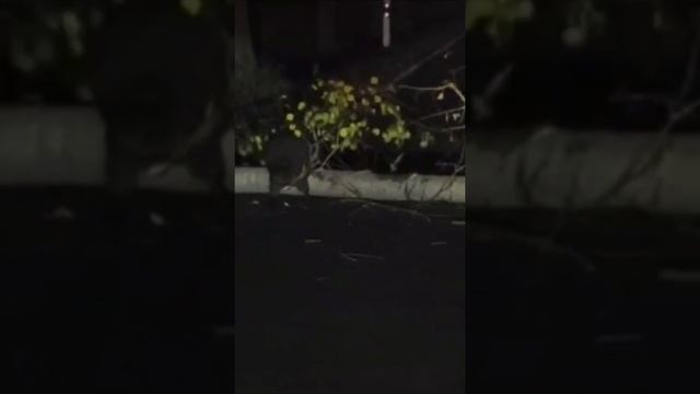 Бобр наносит пердольный ответ Туску.   В Польше бобр-kurwa повалил дерево и перекрыл водителю дорогу