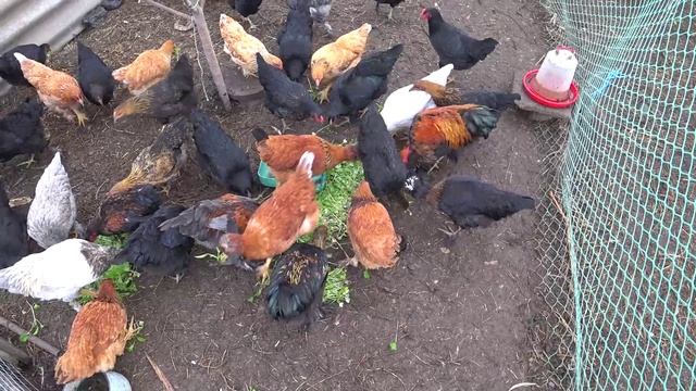 Курочкам вершки земле корешки🐔🌿 Бройлеры нахулиганили🐤🐥😎Осень на Кубани🏡