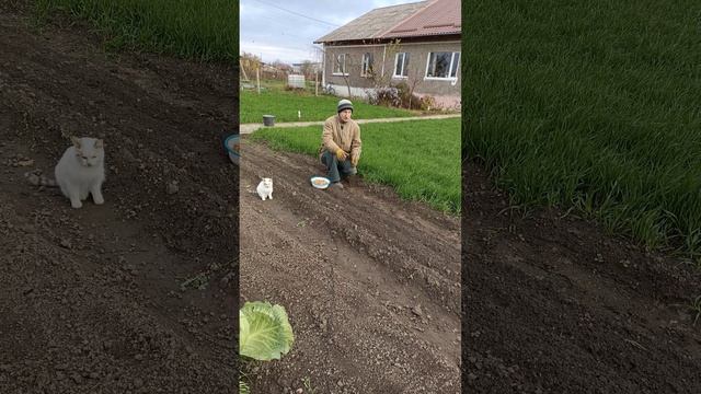 Садим ЛУК-севок под зиму...