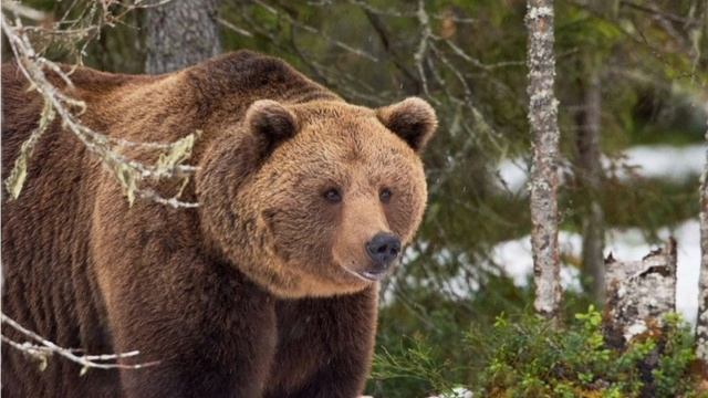 В мире животных . Поль Мориа . Дуэт баянистов . Амелия и Елена Баталовы .