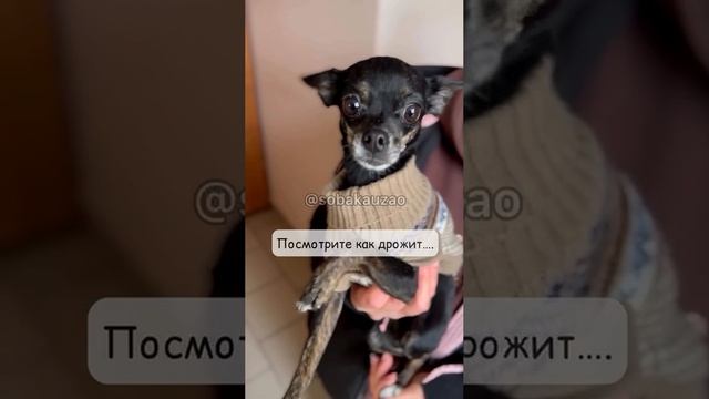 Крошечная Той терьер Соня отказница ищет дом