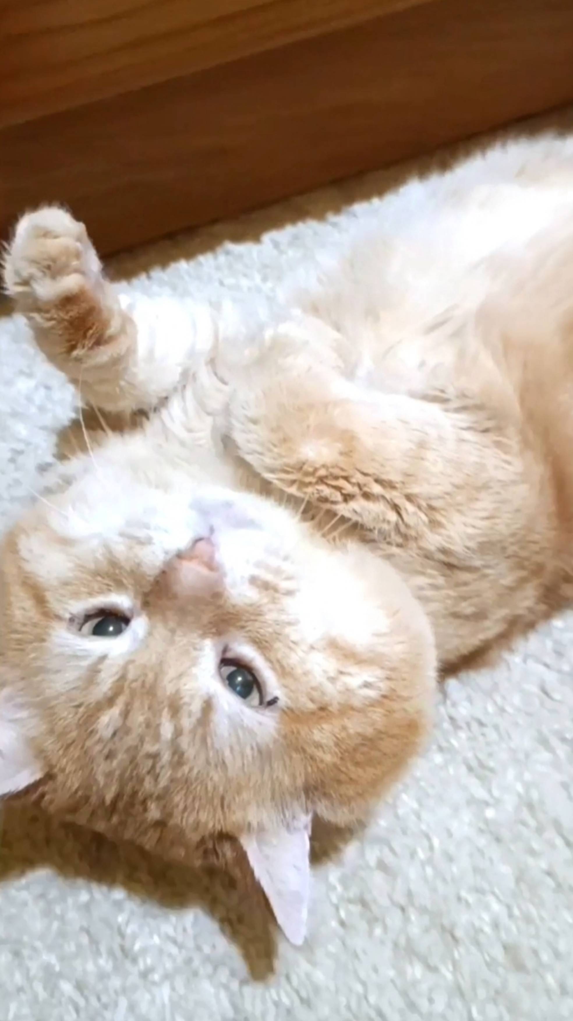 Кот долгожитель чихает как старичок. 
Со звуком)
#котстаричок #котыкошки #рыжийкот #чихает
