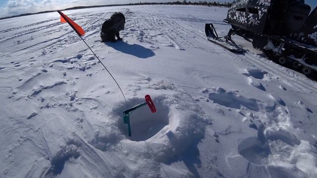 Поймал щуку,с сюрпризом внутри. Рыбалка на жерлицы.