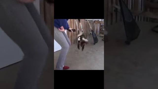 YOU LAUGH, YOU LOSE Ep157 ! #shorts #funnyvideo #viral #fail #memes #funny #animals