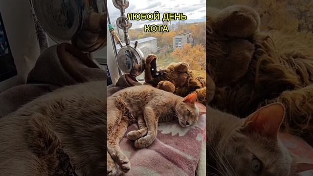 Жизнь кота #умныйкот