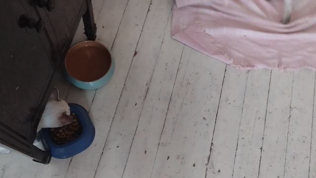 Как я придумываю игры для котят