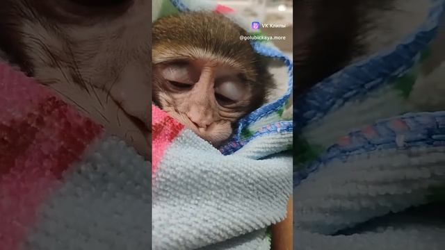 Малышка макака засыпает