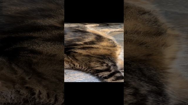 ЧЕССИ🐯ГРЕЮСЬ НА ТЕПЛОМ ПОЛУ