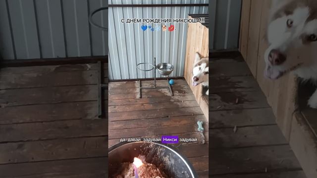 С ДНЁМ РОЖДЕНИЯ НИКСЮША 💋 🐾 ❄️ 🐕 💙.04.11.2024.