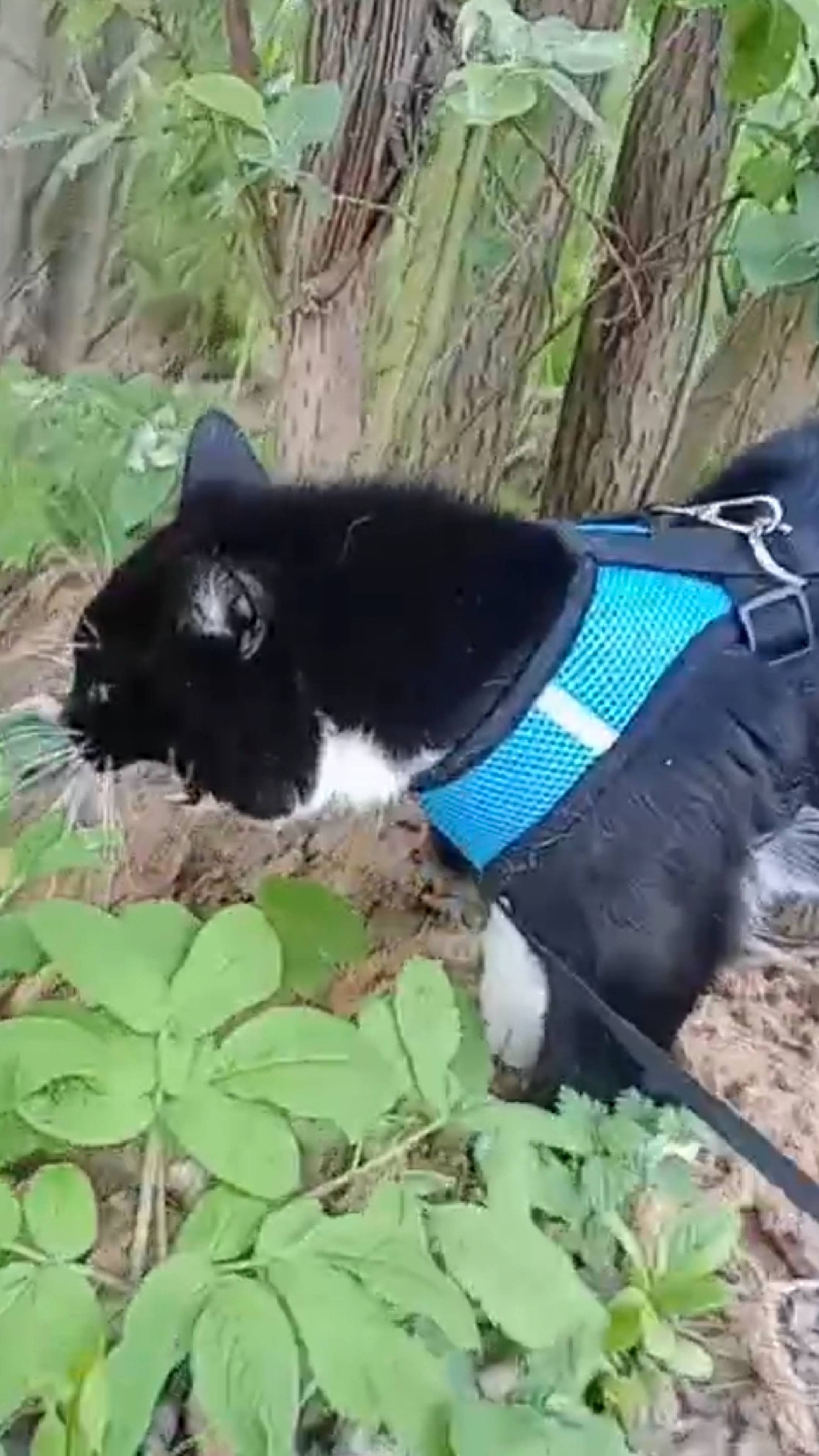 Милый домашний котик встретил злобного чёрного кота на прогулке.