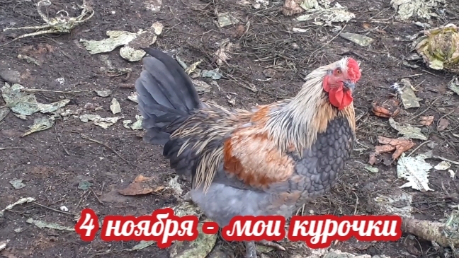 начало ноября - уличный сезон у моих курочек продолжается..