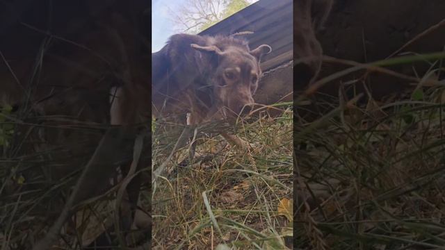 Какао гуляет!
