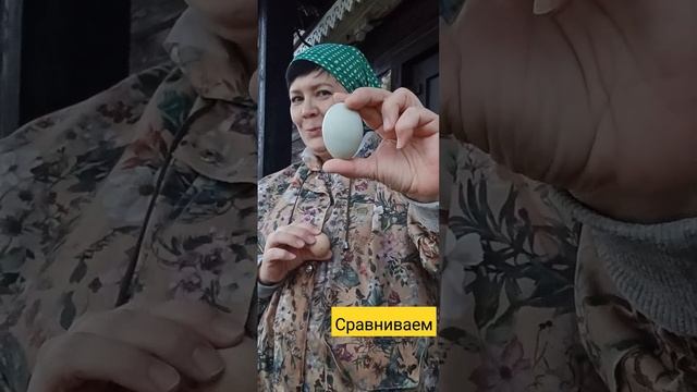 Сравним куриные и цесариные яйца #подворье #яйца #куры #цесарки