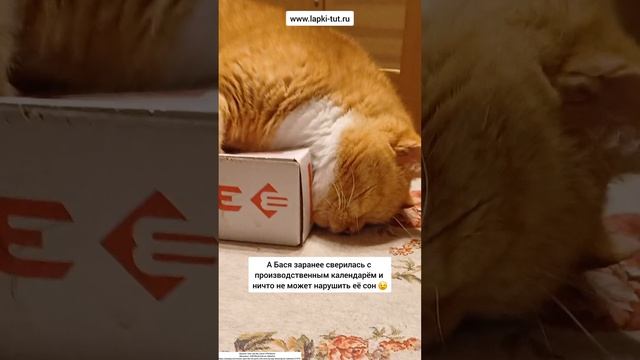кот-босс ошибся 😉