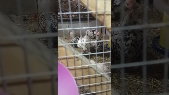 петушиный хор. карликовые куры желают доброго утра