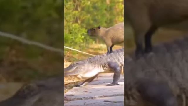 video_2024-10-31_21-50-36.mp4