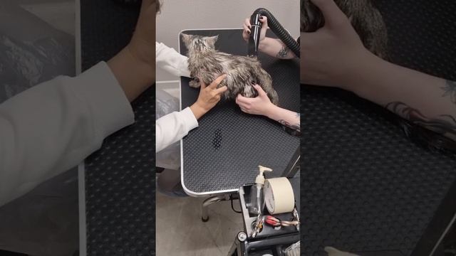 Заключительный этап похода в груминг салон - сушка компрессором