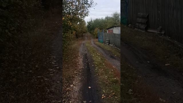 гуляем с котами