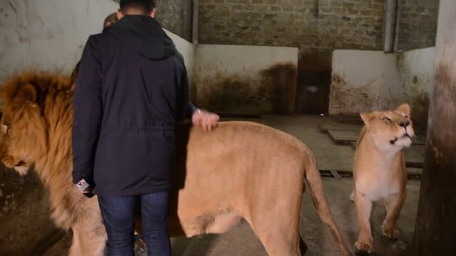 Интервью среди львов -берет бесстрашный Никита!