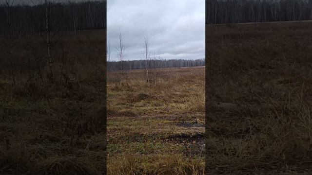 Канадский волк - гибрид. 4 ноября 2024.
