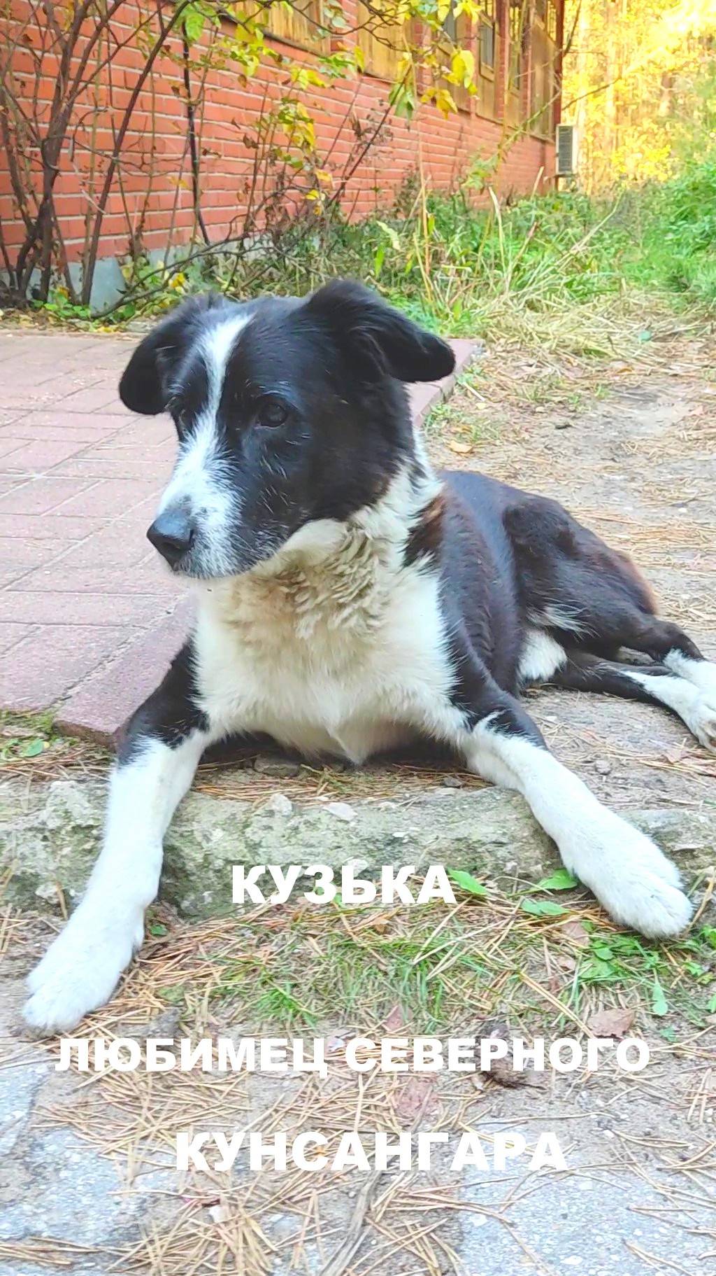 И снова встреча с чудным псом Кузей😊Любимец Северного Кунсангара🐺Большие Дворы.Подмосковье 2024