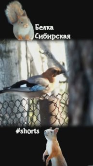 Догонялки соек