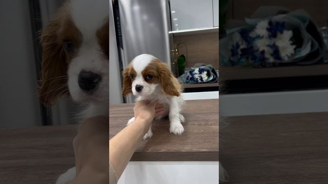 Кавалер Кинг чарльз спаниель, мальчик, 2,5м.