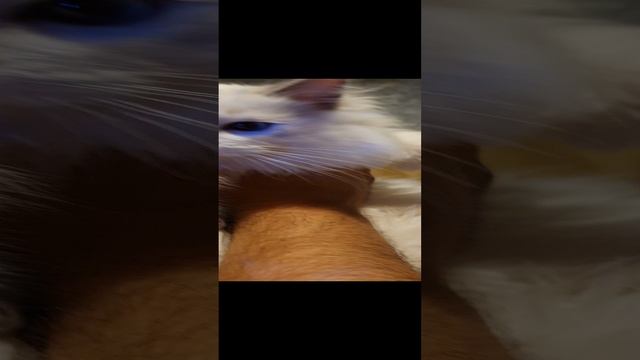 Lilac Ragdoll show class - kitten. Лиловый рэгдолл шоу класса - котенок Умка.mp4