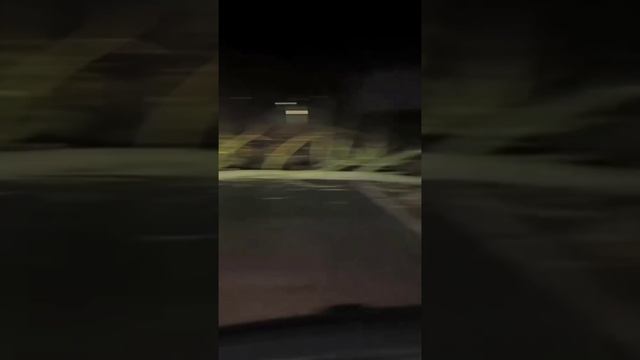 В Польше бобёр повалил дерево и перекрыл дорогу. Реакция поляка как всегда прекрасна