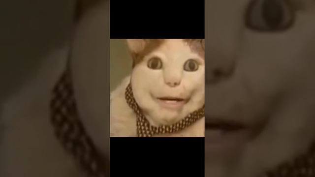 кот