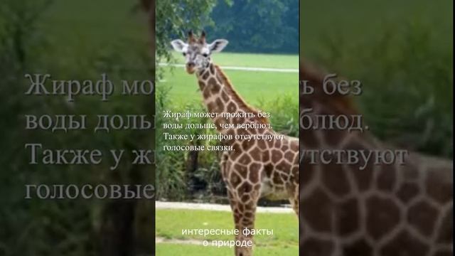 У жирафов отсутствуют...