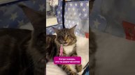 Вам кто больше нравится: коты или собаки?😽🐶#shorts