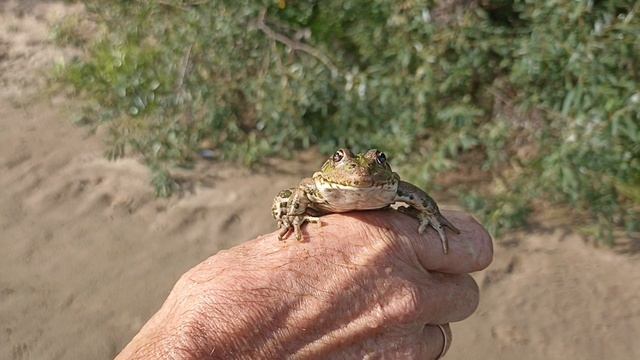 Как ловили и отпустили лягушку.