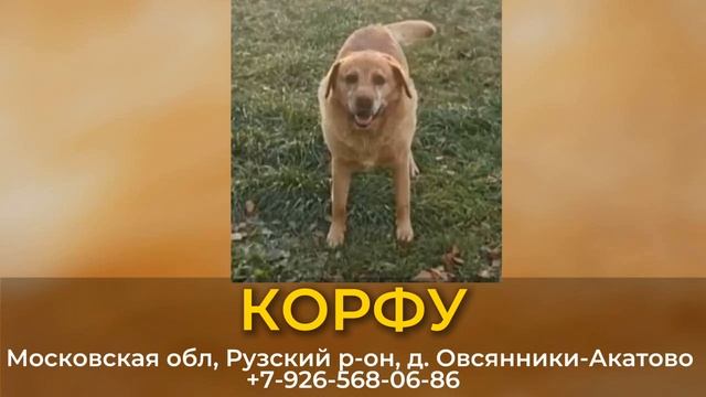 Пропала собака! КОРФУ. Мальчик. 8 лет. Московская обл, Рузский р-он, д. Овсянники-Акатово