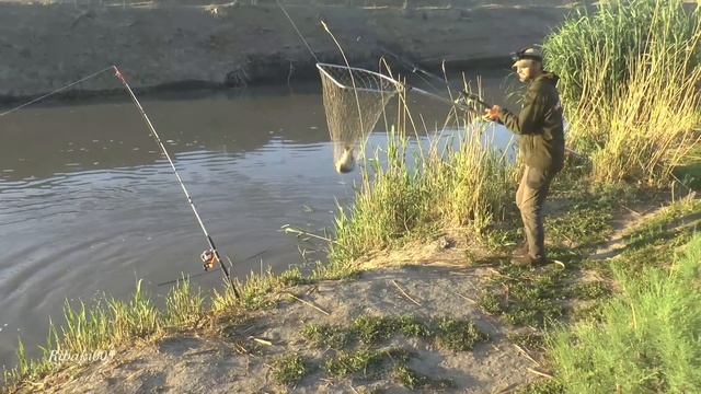 В маленькой канаве поймали очень много сазана.Рыбалка с ночевкой.