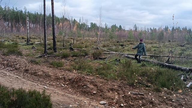 прогулка по лесу полное видео🌲