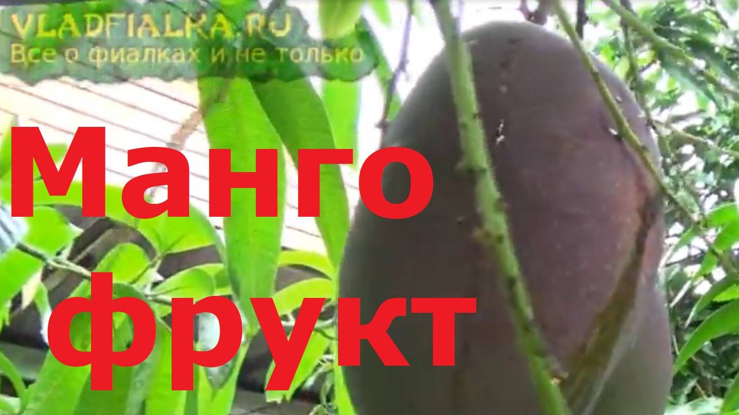 Манго. фрукт
